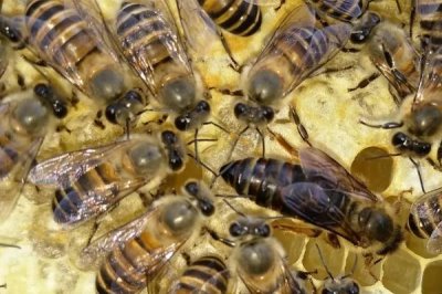 杀死蜂王会怎么样，会将工蜂幼虫改造成王台来育王