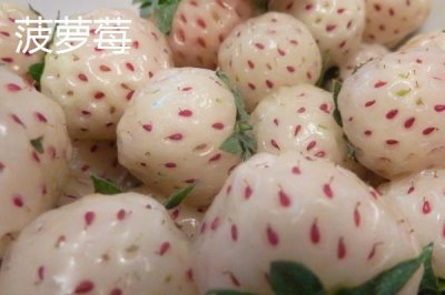 白草莓和菠萝莓有什么区别,产量低的价格自然贵