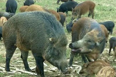野猪的养殖方法,根据养殖场的规模来决定购买数量