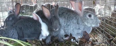 獭兔养殖的前期准备,选址很关键