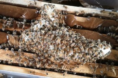 蜜蜂秋繁的起止时间,南方通常于9-10月份的时候开始秋繁