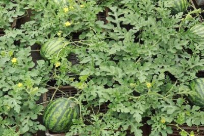 夏天可以种西瓜吗,夏天不适合种西瓜