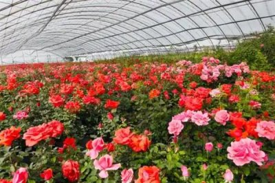 玫瑰的花期,在5-6月份