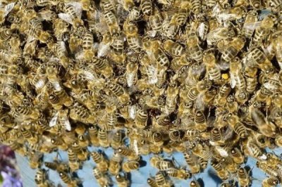 冬季中蜂失王会不会急造王台,可能会造出王台但最好是合并到其它有王群