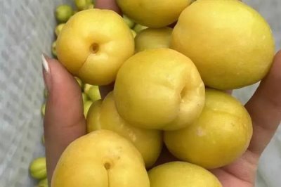 香白杏的价格,一斤需要1.5-5元左右