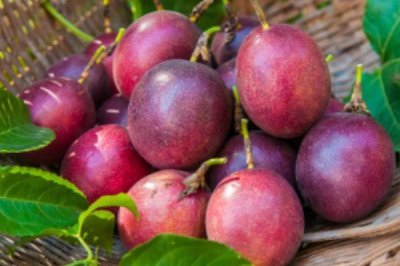 种植百香果的效益，种植当年一亩地可获2500元左右的纯利润