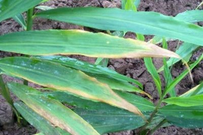 生姜的常见病害与防治方法,常见的有软腐病、腐烂病等