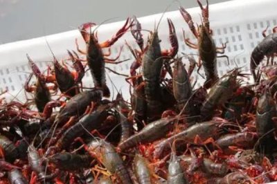 小龙虾的产地,最有名的是江苏盱眙和湖北潜江