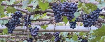 辽宁省锦州市有哪些特色水果,包括北镇葡萄、银白杏、锦州苹果等种类