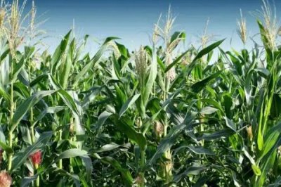 原玉91玉米品种的特性,中等肥力以上地块栽培