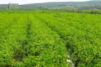 甘草的种植技术，种子需要泡种处理