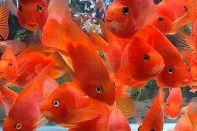 鹦鹉鱼产卵的征兆，最简答的就是从其腹部来判断