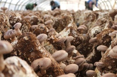 香菇种植多久上市,需要种植5-6个月左右