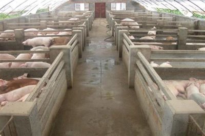 猪圈的冲洗方法,洗衣粉浸泡后再冲洗