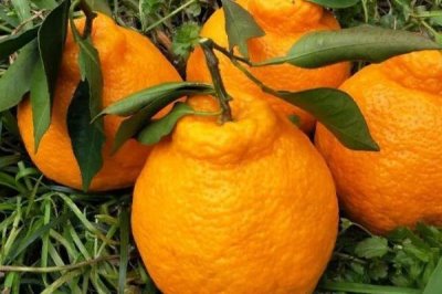 不知火柑橘的价格,不同地区的价格差异较大