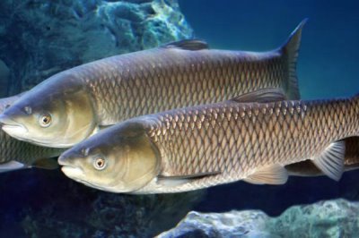 中国北方常见的淡水鱼品种,这7种最为常见