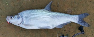 青梢鱼和翘嘴的区别，体型、体色和侧线均不同