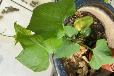 佛手瓜怎么种植，用温水浸种1小时再播种