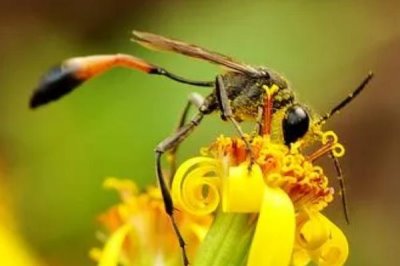 细腰蜂吃不吃蜘蛛,常捕食鳞翅目昆虫的幼虫