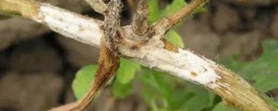 西瓜菌核病的发病症状，危害对象为西瓜的叶果