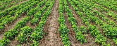 河南花生的产量,目前河南花生产量正在逐渐增加