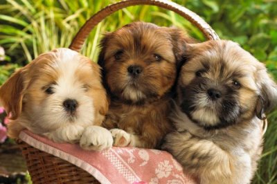 小狗拉稀带血的原因,首先要考虑的是否感染了传染病