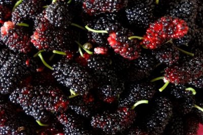 桑葚如何保存保鲜,干制后保存时间最长