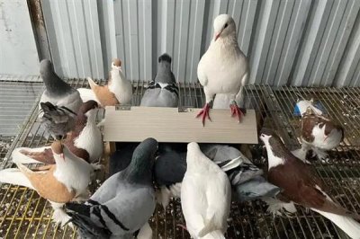 鸽子避光法的意思,是指人为减少光照强度