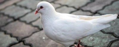 鸽子有没有耳朵,有耳朵且听力非常好