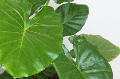 滴水观音叶子发黄的原因,可能是浇水不透彻或者盆土长期过湿