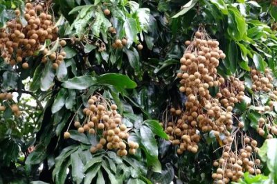 我国主要蜜源植物分布及花期,油菜分布最广