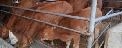 家畜饲养的情况，大多数企业都处于传统粗放型的发展状态