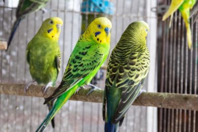 冬天如何对虎皮鹦鹉保暖,可在笼舍中垫上棉絮等保暖材料