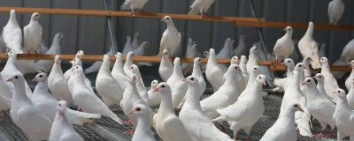 鸽子冬天能不能在室外养,其羽毛非常茂密冬天可以在室外养