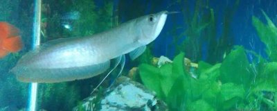 适合银龙鱼养殖的水温,最适生存水温为24-28℃