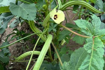 在家加工什么可以赚钱,小腌菜加工、糕点加工等项目值得考虑