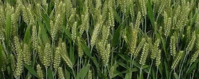 京冬26小麦种简介，一般每亩10公斤尿素