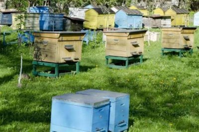 中华蜜蜂怎么养殖,温度较高时要在蜂箱四周洒水降温