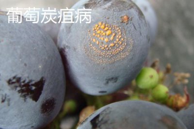 葡萄病虫害防治技术,不同病害的为害部位不同