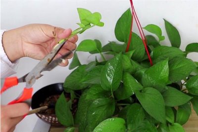什么是绿萝,是天南星科麒麟叶属植物