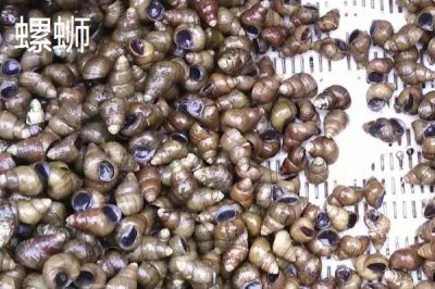 好吃的淡水螺有哪些品种，包括田螺、石螺、青蛳等种类