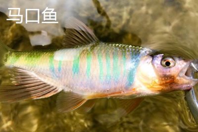 宽鳍鱲和马口鱼有什么区别，宽鳍鱲的胸鳍有黑色斑点