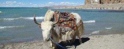 一头牦牛能卖多少钱,可以卖大约1-2万元