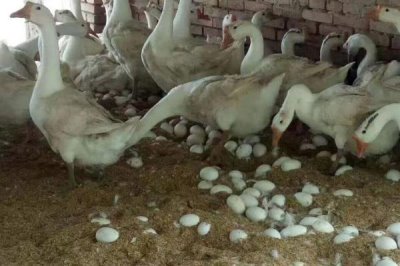 春季蛋鹅高产管理方法，产蛋前要注意增喂混合饲料