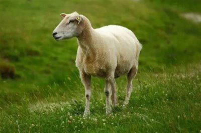 羊怎么喂养长得快，需要科学的喂养方法