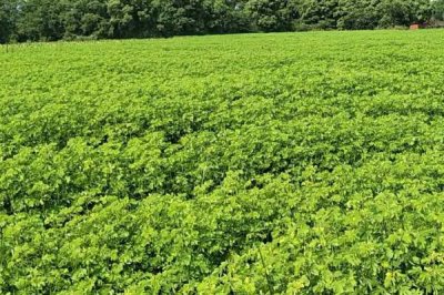 种植中草药的方法,因地选择品种