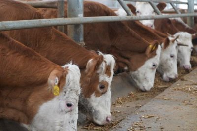 养牛的风险,包括肉牛来源、养殖技术等