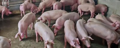 母猪不进食没精神而且不发烧如何处理,炎热天气可拌水饮用冬夏太保