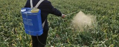 种大蒜如何施叶面肥，一般在晴天的下午4时后喷施