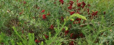 白刺果有哪些品种，全世界共有8种